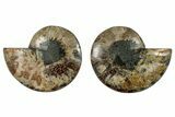 Cut & Polished, Crystal-Filled Ammonite Fossil - Madagascar #292795-1